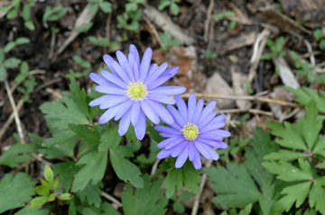 windflower at digidan images